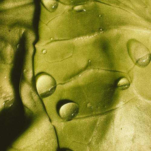 Photo #13561221