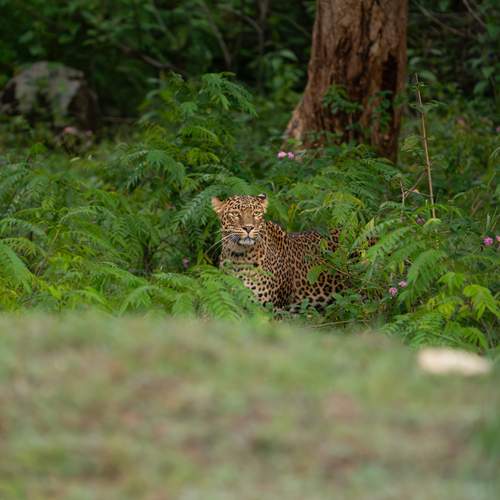Receptionist of Bandipur