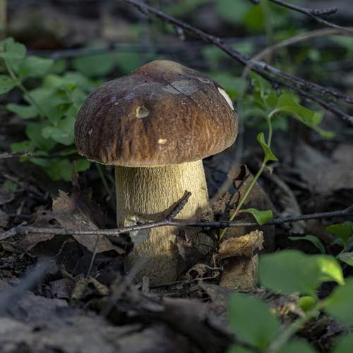 Photo #13561447
