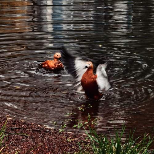 Photo #13562587