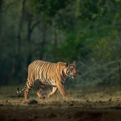 Photo #13562831