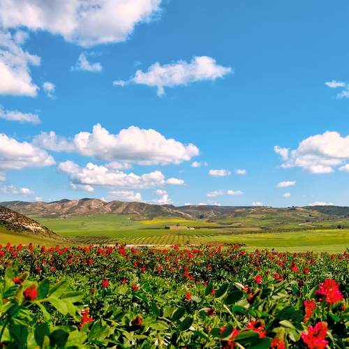 Spring Bloom in the Countryside