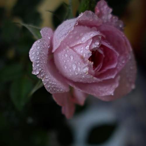 Photo #13563340