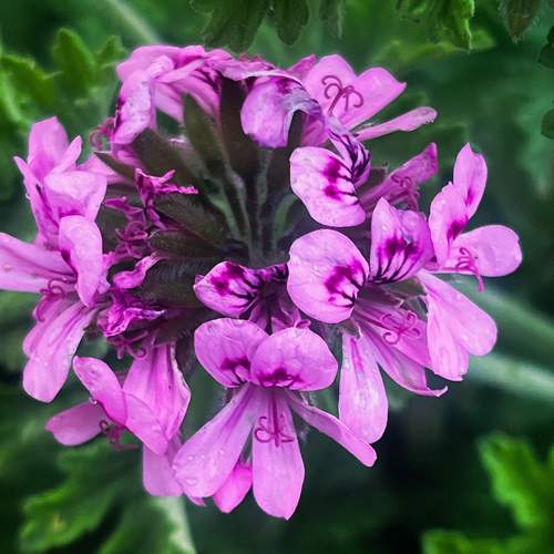 Pink Blossom Close-Up
