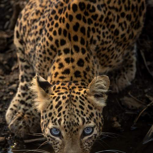 The Stare