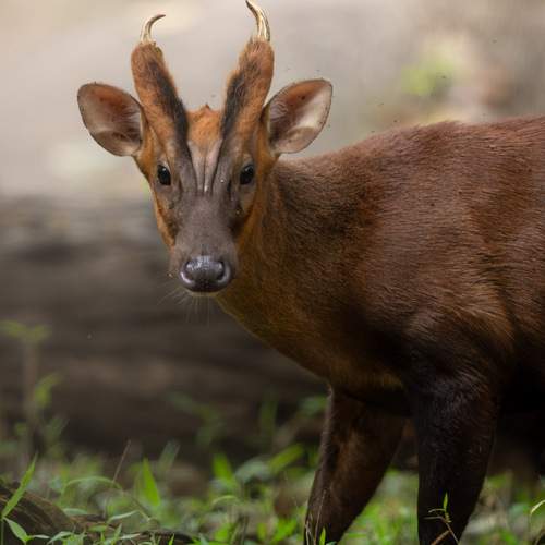 Photo #13564111