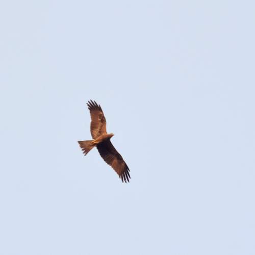 Photo #13564525
