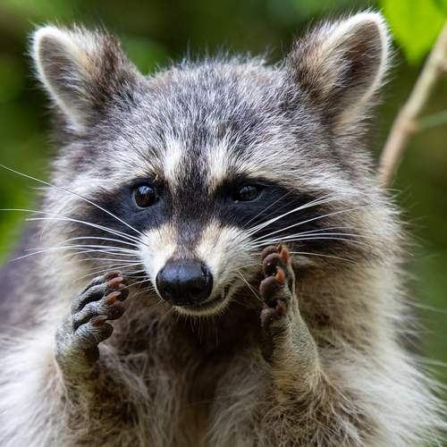 Фотография #13564527