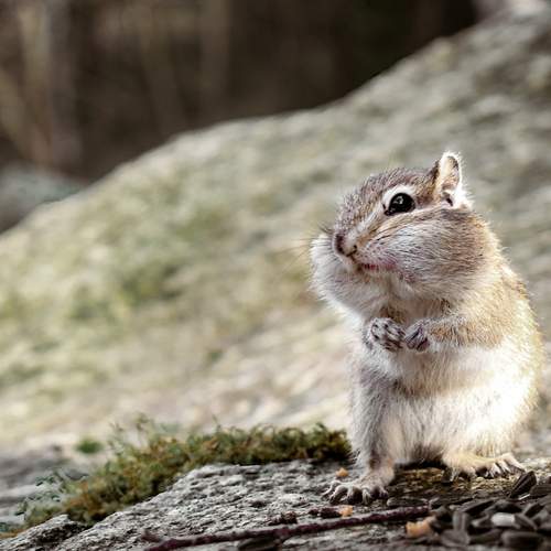 Фотография #13564664