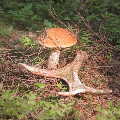 Photo #13565200