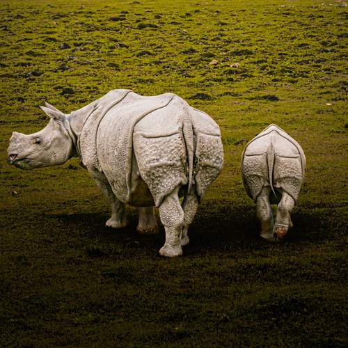 Indian Rhinoceros Mother and Offspring