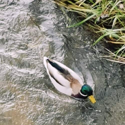 Photo #13565475