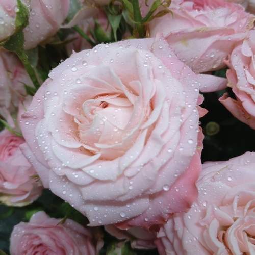 Photo #13565624