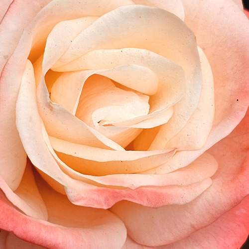 Photo #13567438