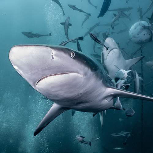 Photo #13567513