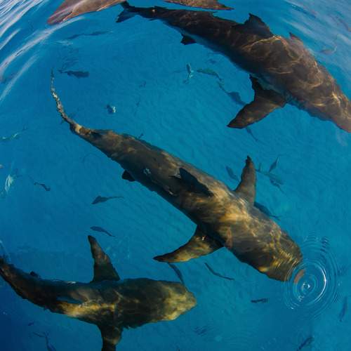 Photo #13567530