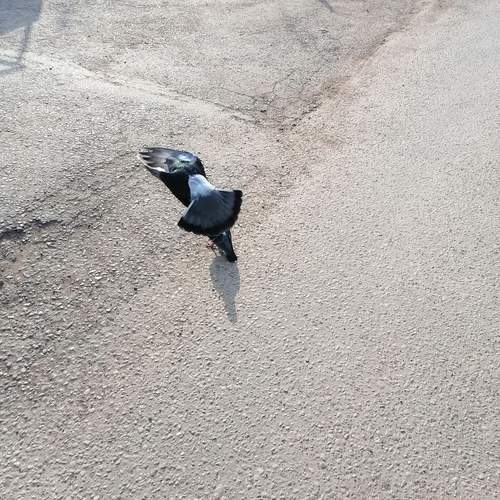 Photo #13567651