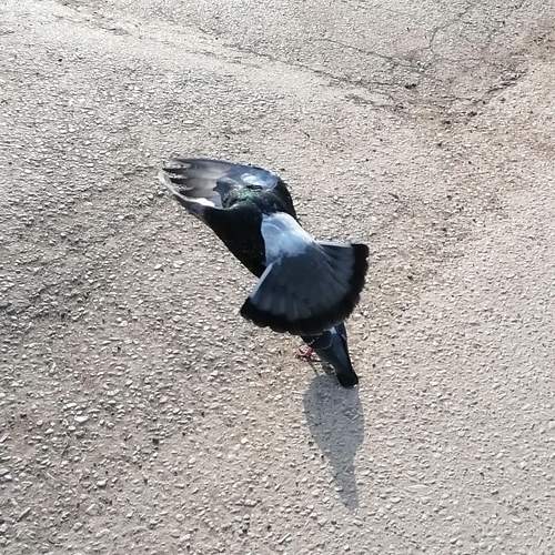 Photo #13568025