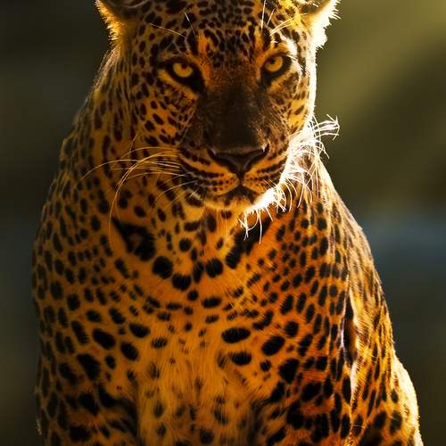 Photo #13568034