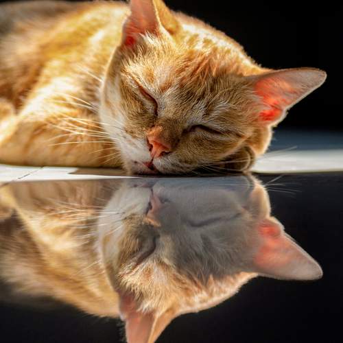 Photo #13568474