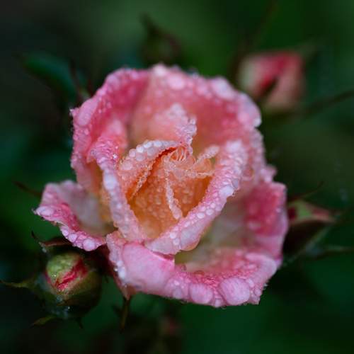 Photo #13570145
