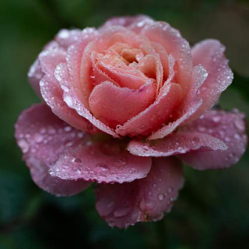 Photo #13570148