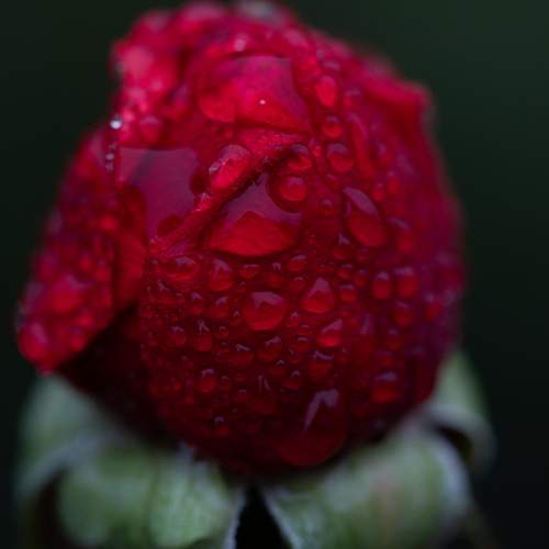 Photo #13570152