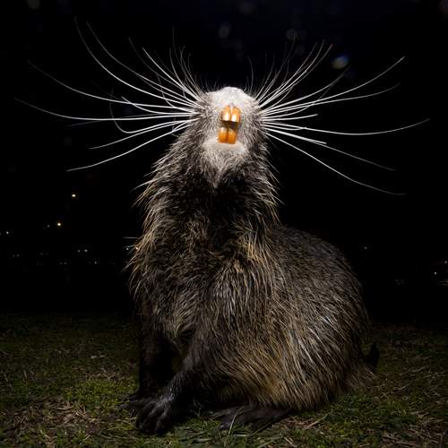Photo #13570262