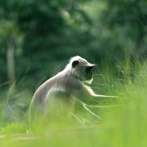 Whispers Through the Grass