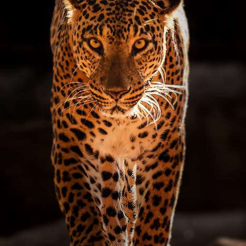 Photo #13570867