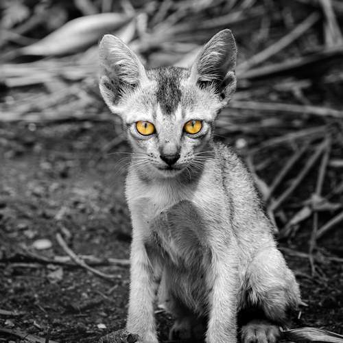 The Lost Kitty