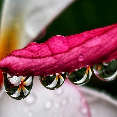 A Symphony in Droplets