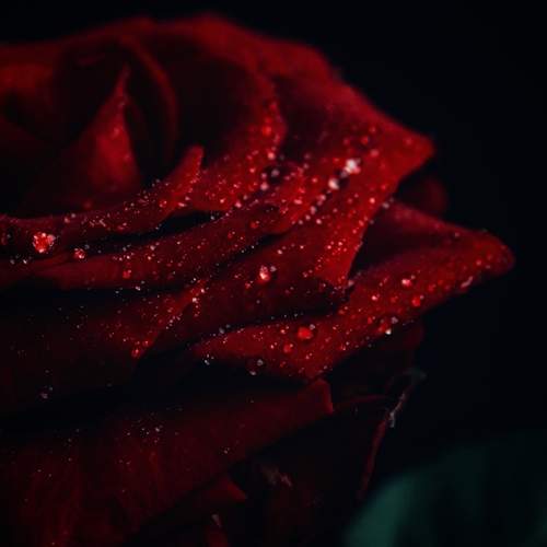 Photo #13574046