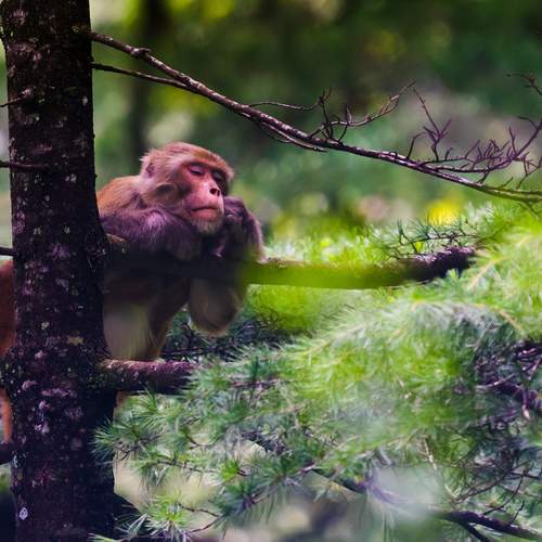 Silent Bonds in the Wild