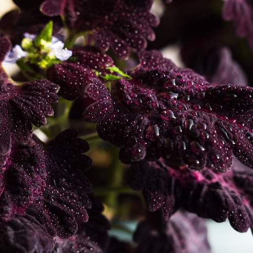 Photo #13575604