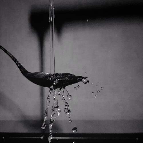 Photo #13575811