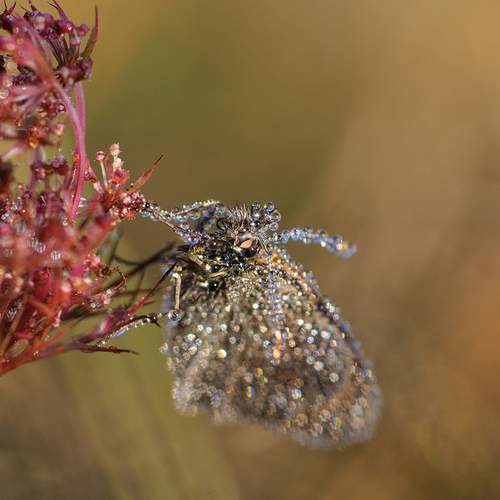 Photo #13577827