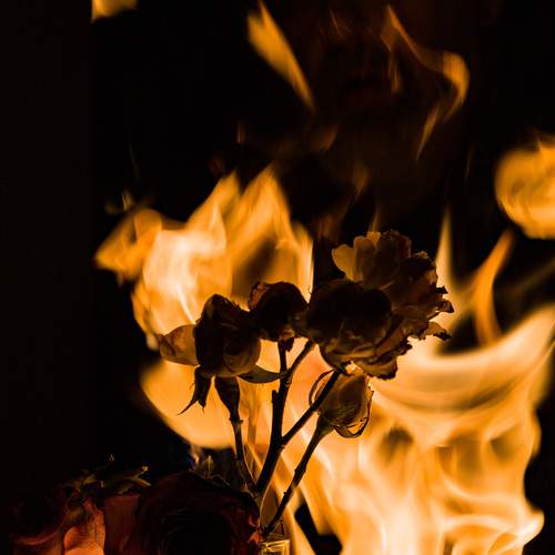 Photo #13578306