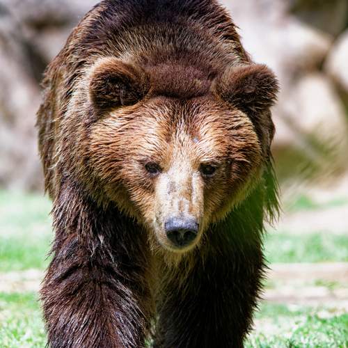 Brown Bear