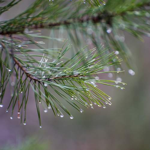 Photo #13580230