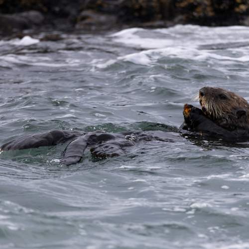 Photo #13580648