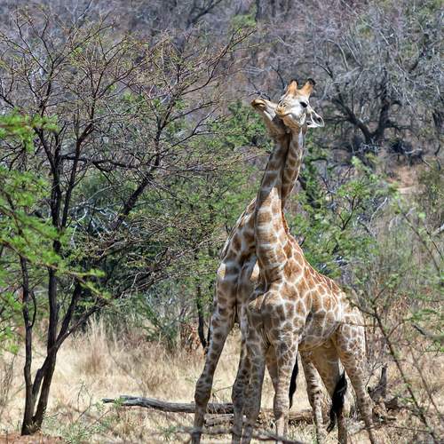 Once upon a time in Africa...