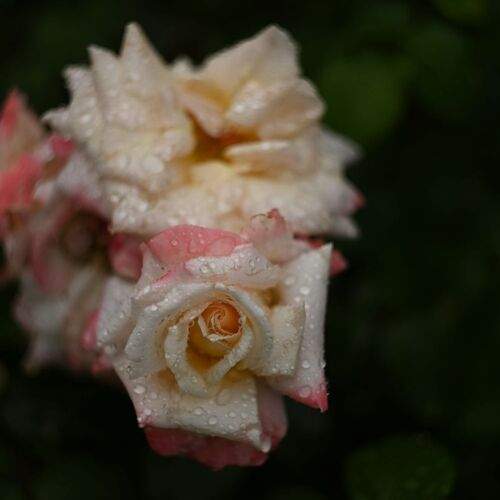 Photo #13580807