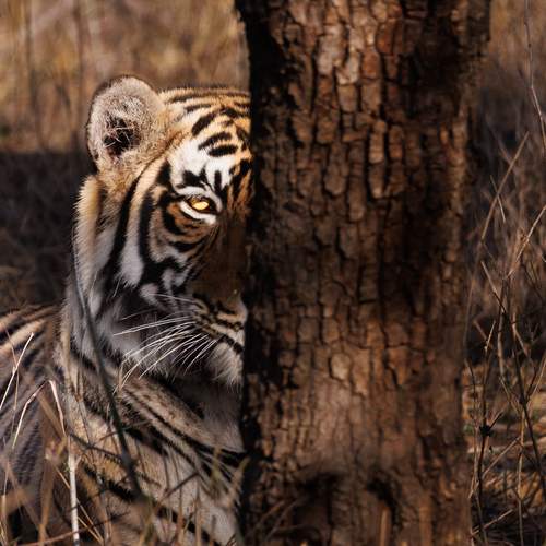 Photo #13582324