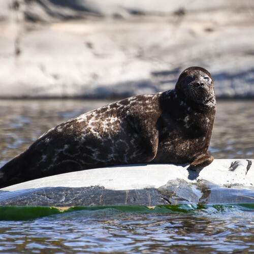 Photo #13582409
