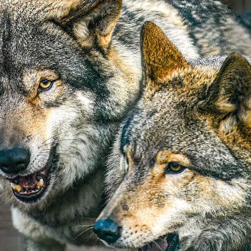 Photo #13583011