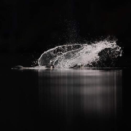 Photo #13583112