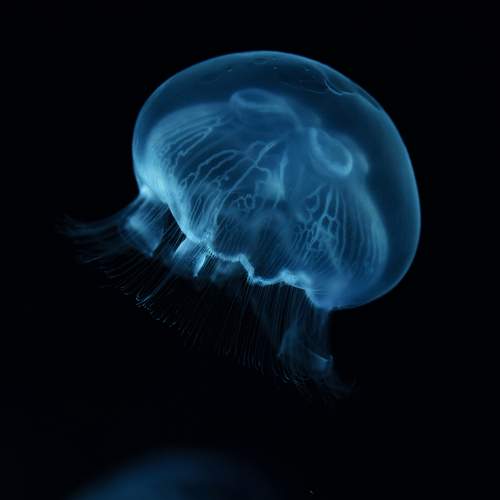 Translucent Wonder
