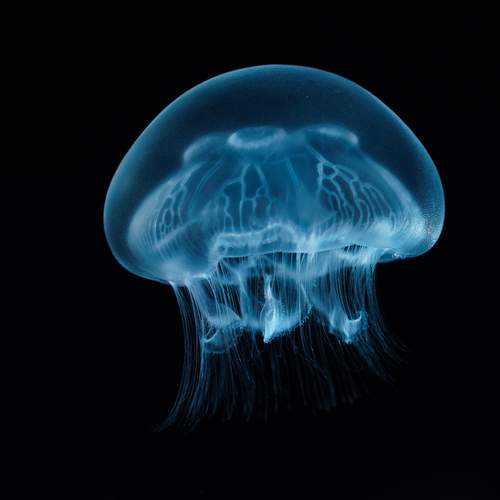Translucent Wonder