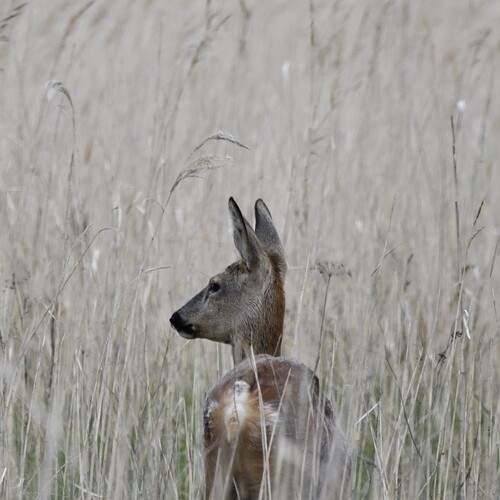 Photo #13583584